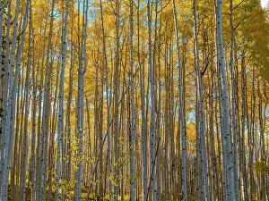 Images Dated 25th January 2023: Wall of aspen trees in Beaver Creek, Colorado, USA