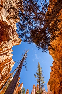 Wall Street, Bryce Canyon National Park Utah, USA
