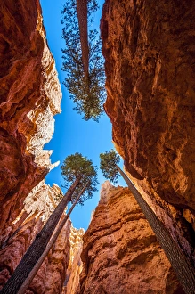 Sandstone Prints: Wall Street, Bryce Canyon National Park Utah, USA