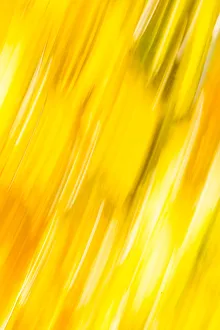 Streak Prints: Walla Walla County, WA, USA. Abstracted fall colors at Walla Wallas Pioneer Park