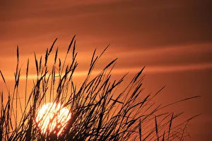Grasses Prints: Walla Walla County, WA, USA. Sunset at Whitman Mission National Historic Site
