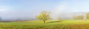 Tennessee Prints: Walnut tree in fall and fog Cades Cove, Great Smoky Mountains National Park, Tennessee