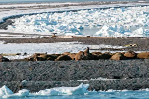Polar Region Prints: A walrus colony basks on a strip of land amid ice floe in the Arctic