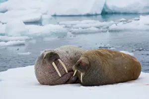 walrus couple on ice floe (Odobenus rosmarus), June