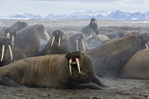 Theo Allofs Prints: walrus group (Odobenus rosmarus) on shore, excited after being disturbed by tourists