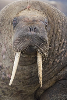 Tusk Prints: walrus (Odobenus rosmarus) close-up of head, June