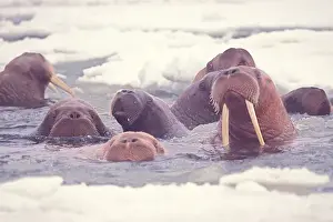 Ivory Prints: walrus, Odobenus rosmarus, group in the water in the middle of pack ice, Bering Sea