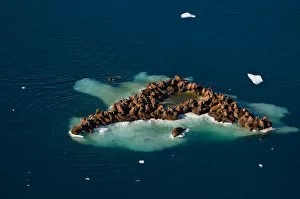 Images Dated 25th July 2006: walrus, Odobenus rosmarus, herds resting on and swimming around chunks of pack ice