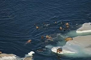Images Dated 25th July 2006: walrus, Odobenus rosmarus, herds resting and swimming around chunks of pack ice during