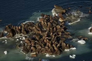 Images Dated 25th July 2006: walrus, Odobenus rosmarus, herds resting on and swimming around chunks of pack ice