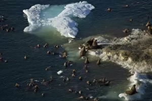 Images Dated 25th July 2006: walrus, Odobenus rosmarus, herds resting and swimming around chunks of pack ice during
