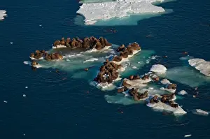 Ivory Prints: walrus, Odobenus rosmarus, herds resting on and swimming around chunks of pack ice