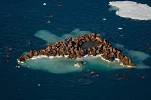 Images Dated 25th July 2006: walrus, Odobenus rosmarus, herds resting on and swimming around chunks of pack ice