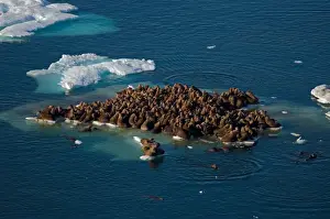 Images Dated 25th July 2006: walrus, Odobenus rosmarus, herds resting on and swimming around chunks of pack ice