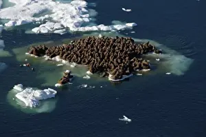 Images Dated 25th July 2006: walrus, Odobenus rosmarus, herds resting on and swimming around chunks of pack ice