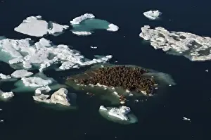 Images Dated 25th July 2006: walrus, Odobenus rosmarus, herds resting on and swimming around chunks of pack ice