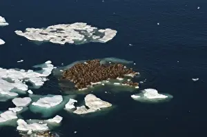Images Dated 25th July 2006: walrus, Odobenus rosmarus, herds resting on and swimming around chunks of pack ice