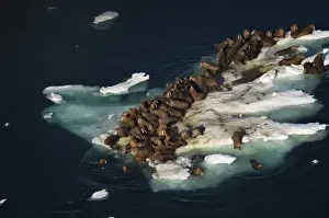 Images Dated 25th July 2006: walrus, Odobenus rosmarus, herds resting on and swimming around chunks of pack ice
