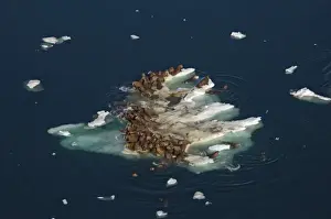 Images Dated 25th July 2006: walrus, Odobenus rosmarus, herds resting on and swimming around chunks of pack ice