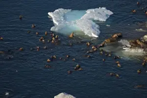 Images Dated 25th July 2006: walrus, Odobenus rosmarus, herds resting and swimming around chunks of pack ice during