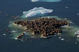 Images Dated 25th July 2006: walrus, Odobenus rosmarus, herds resting on and swimming around chunks of pack ice