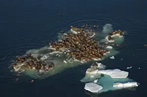 Images Dated 25th July 2006: walrus, Odobenus rosmarus, herds resting on and swimming around chunks of pack ice