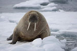 Theo Allofs Prints: walrus (Odobenus rosmarus) on ice floe, June
