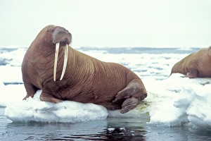 walrus, Odobenus rosmarus, on the pack ice, Bering Sea, Alaska