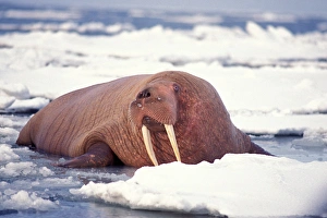 walrus, Odobenus rosmarus, on the pack ice, Bering Sea, Alaska