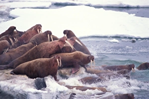 Ivory Prints: walrus, Odobenus rosmarus, on the pack ice of the Bering Sea, Alaska, aerial view