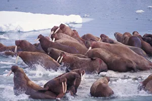 walrus, Odobenus rosmarus, on the pack ice of the Bering Sea, Alaska, aerial view