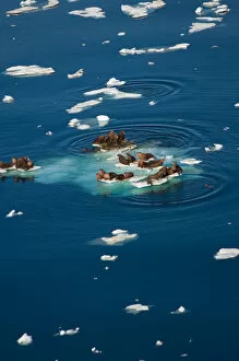 walrus, Odobenus rosmarus, resting on chunks of pack ice during spring breakup, Chuckchi Sea