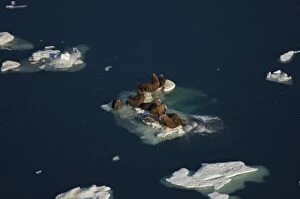 walrus, Odobenus rosmarus, resting on pack ice during spring breakup, Chuckchi Sea