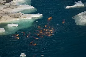 Images Dated 25th July 2006: walrus, Odobenus rosmarus, swimming around pack ice in the Chuckchi Sea, off the