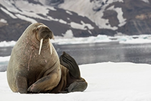 Images Dated 27th June 2024: Walrus, Svalbard, Norway