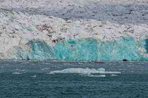 Polar Region Prints: Walruses in the distance on ice floe fronting a glacier on Kongsfjorden near Ny-Alesund