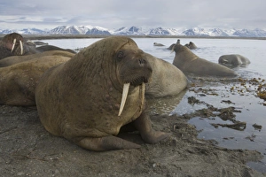 Teeth Prints: walruses on shore and in water (Odobenus rosmarus), June