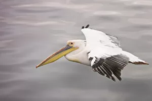 Images Dated 27th August 2008: Walvis Bay, Namibia. Eastern White Pelican in flight over smooth water