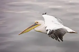 Sea Bird Prints: Walvis Bay, Namibia. Eastern White Pelican in flight over smooth water