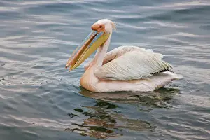 Walvis Bay Prints: Walvis Bay, Namibia. Eastern White Pelican resting on the water