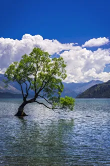 Images Dated 1st July 2021: The Wanaka tree, Lake Wanaka, Otago, South Island, New Zealand