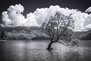 Images Dated 1st July 2021: The Wanaka tree, Lake Wanaka, Otago, South Island, New Zealand