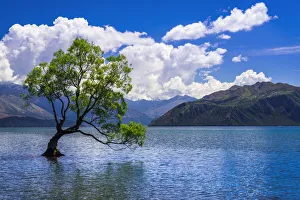 Images Dated 1st July 2021: The Wanaka tree, Lake Wanaka, Otago, South Island, New Zealand