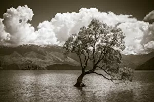 The Wanaka tree, Lake Wanaka, Otago, South Island, New Zealand