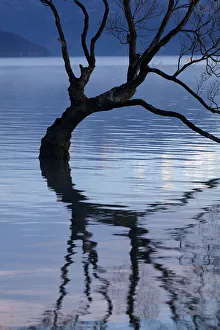 Images Dated 2nd May 2018: That Wanaka Tree reflected in Lake Wanaka, Otago, South Island, New Zealand