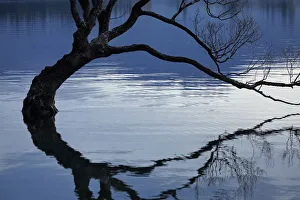Central Otago Prints: That Wanaka Tree reflected in Lake Wanaka, Otago, South Island, New Zealand