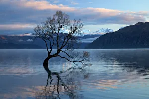 Images Dated 2nd May 2018: That Wanaka Tree reflected in Lake Wanaka, Otago, South Island, New Zealand