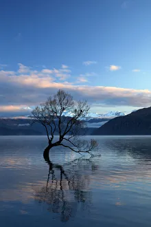 Images Dated 2nd May 2018: That Wanaka Tree reflected in Lake Wanaka, Otago, South Island, New Zealand
