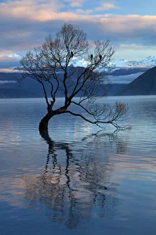 Images Dated 2nd May 2018: That Wanaka Tree reflected in Lake Wanaka, Otago, South Island, New Zealand