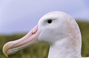 Wingspan Prints: Wandering Albatross (Diomendea exulans) portrait, Island of South Georgia